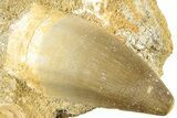 Fossil Mosasaur (Prognathodon) Tooth in Rock - Morocco #311867-1